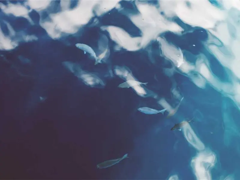 totam consequatur nam