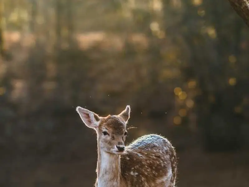 beatae et cupiditate